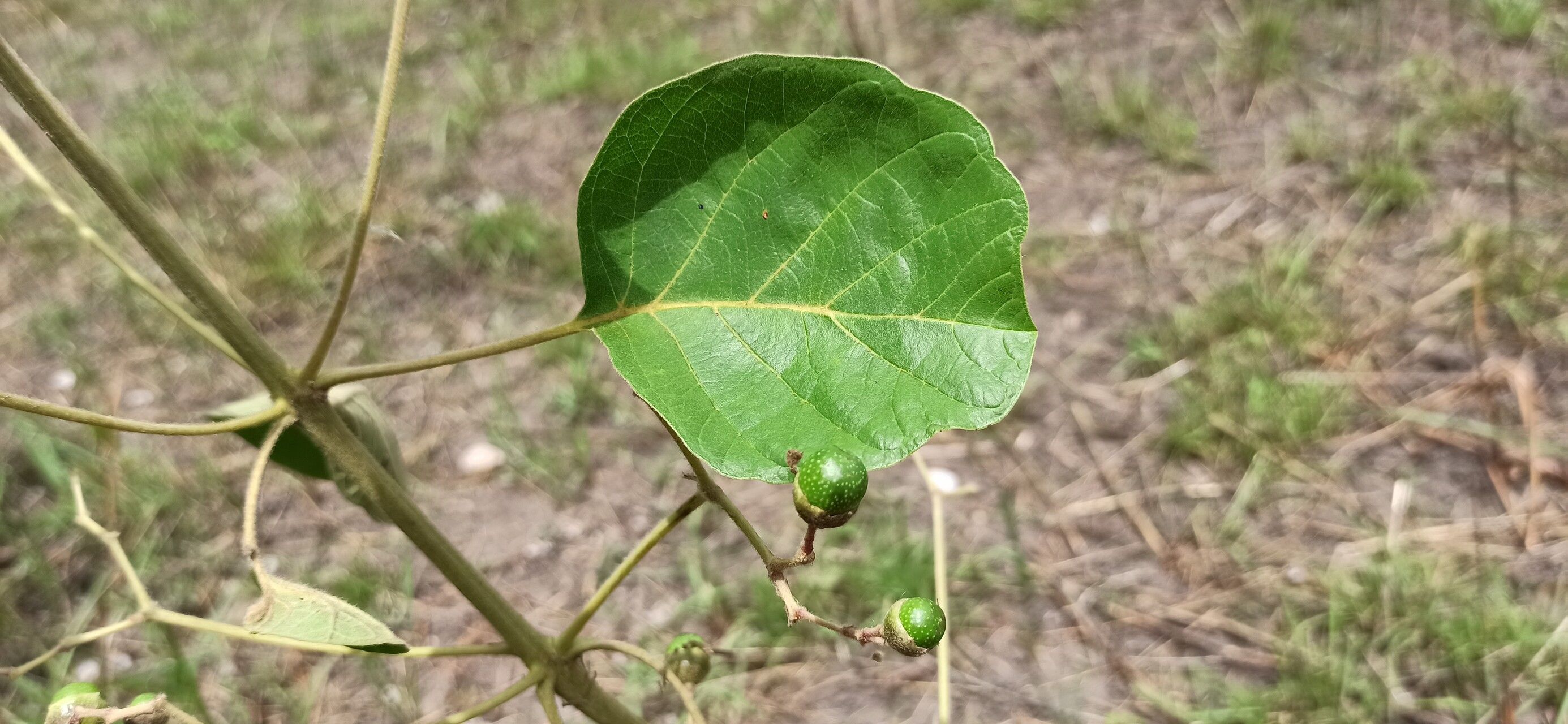 Vitex madiensis other
