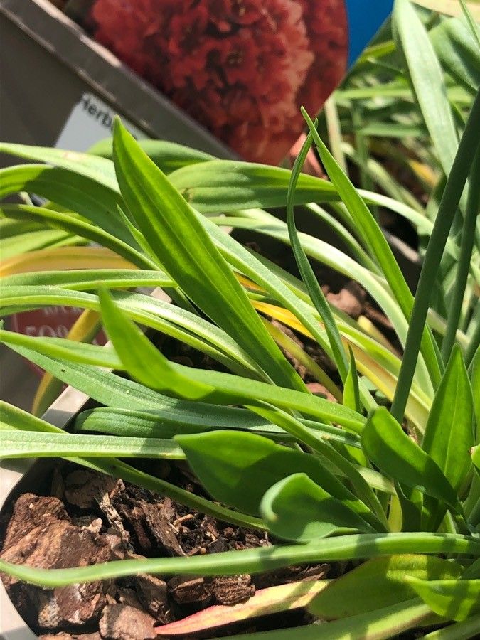 Armeria pseudoarmeria leaf