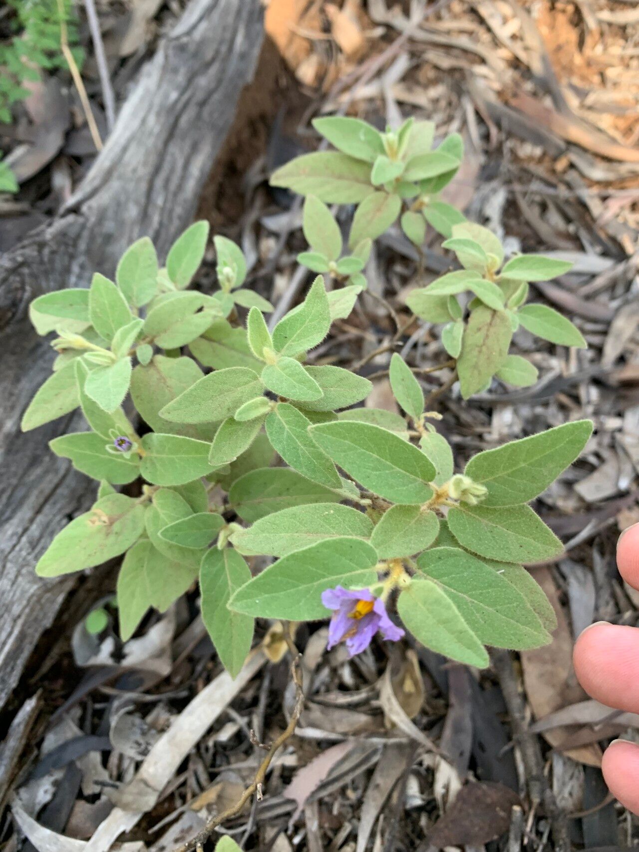 Solanum johnsonianum habit