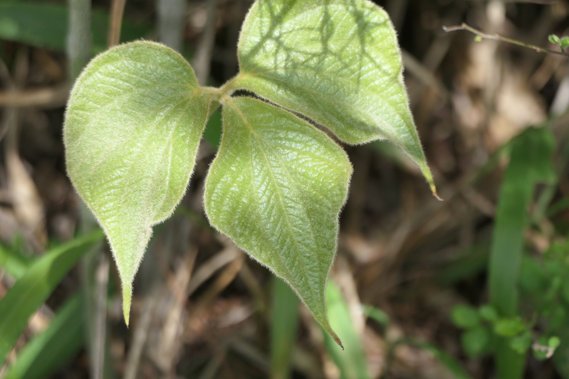 Dioscorea dregeana — houseplant care guide