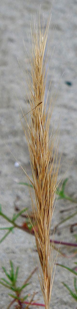 Vulpia fasciculata fruit