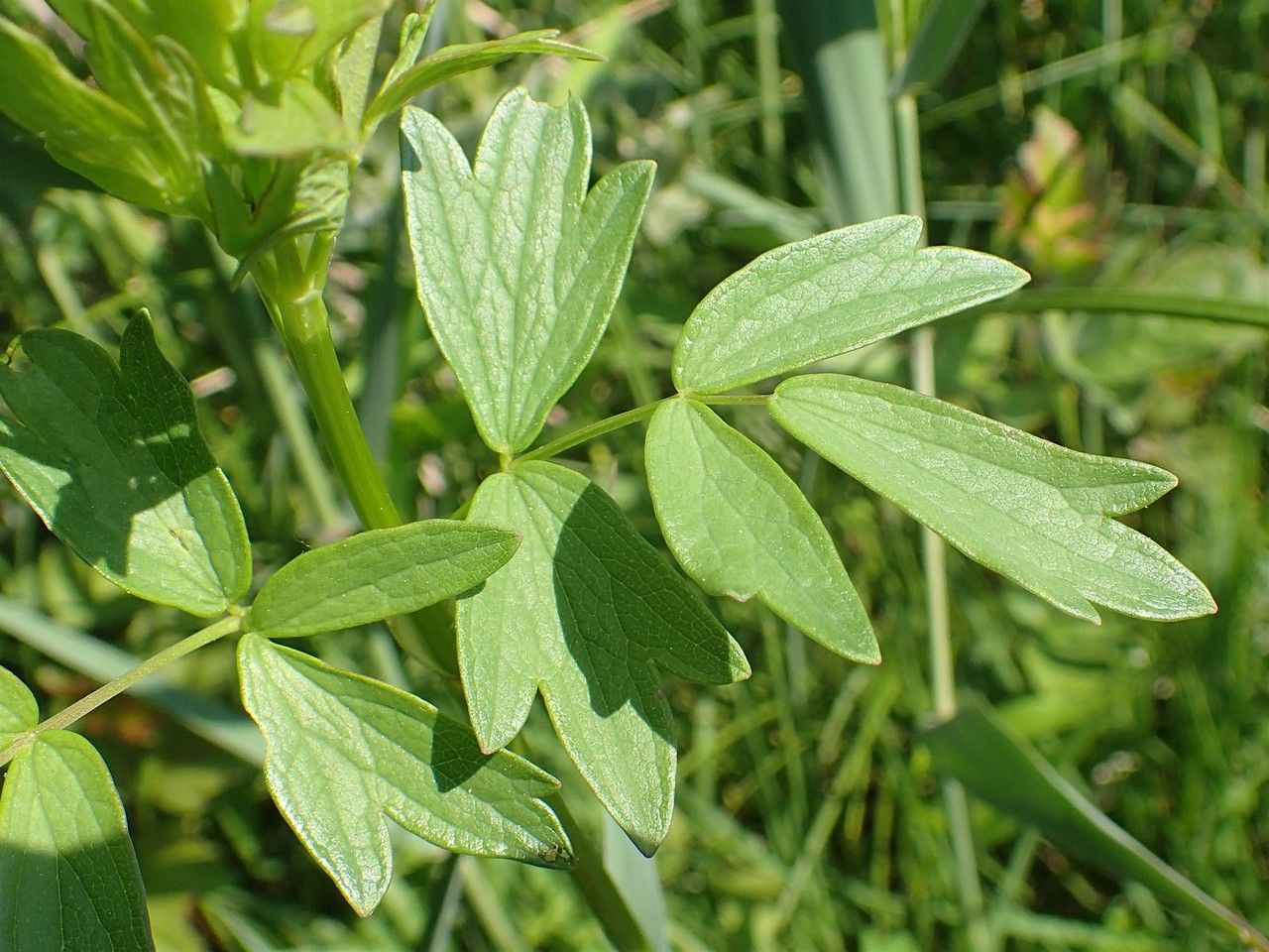 Thalictrum flavum — search result for 'Russia'