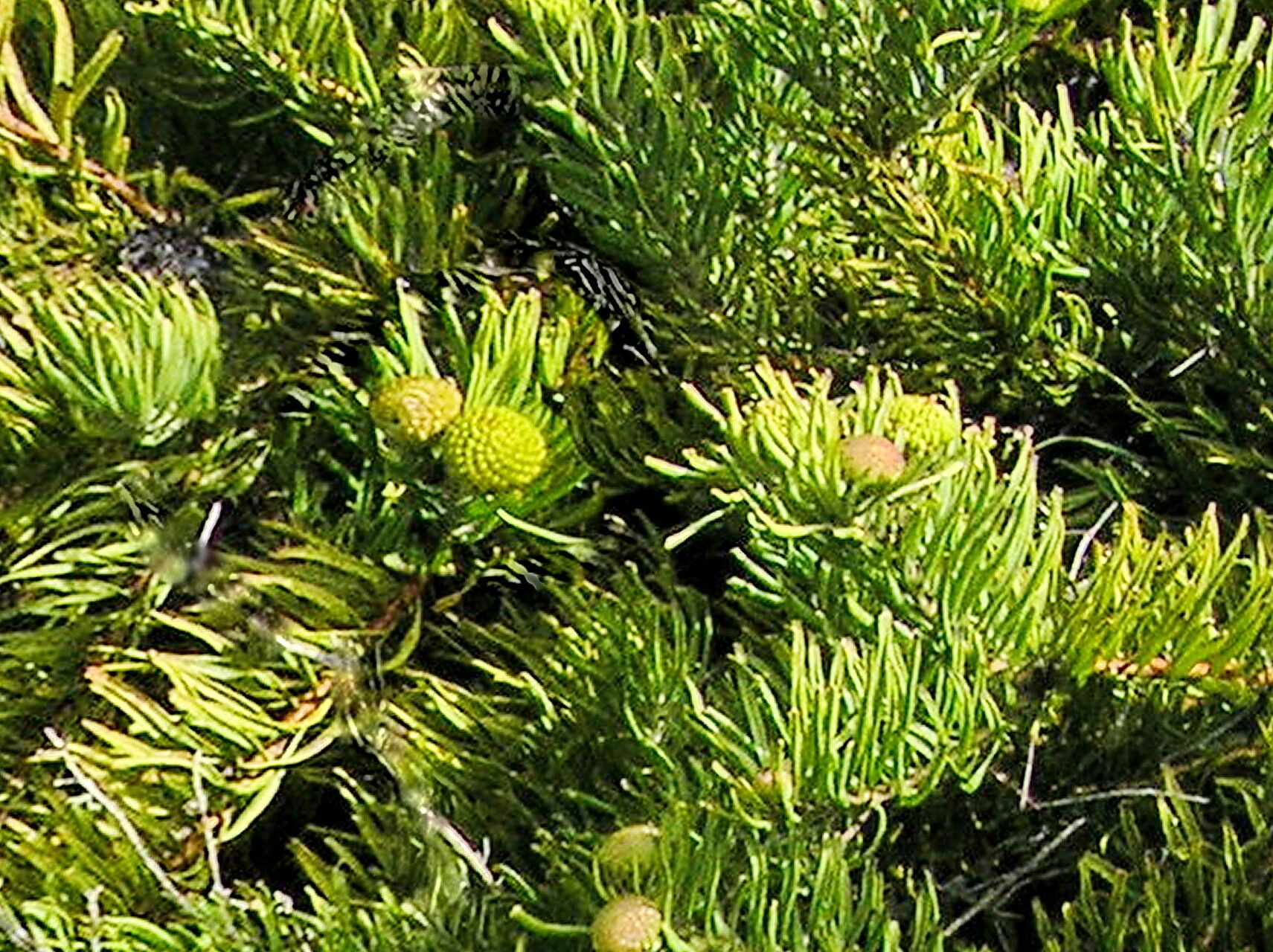 Leucospermum hypophyllocarpodendron — search result for 'Leucospermum'