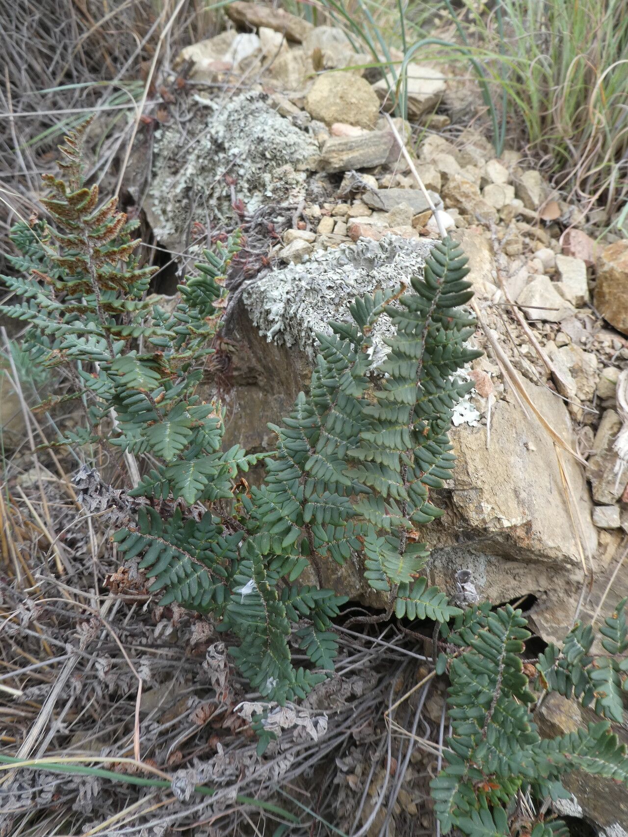 Hemionitis marantae — search result for 'Hemionitis'