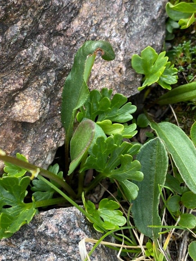 Ranunculus alpestris leaf