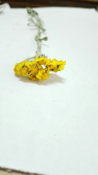 Achillea alexandri-regis flower