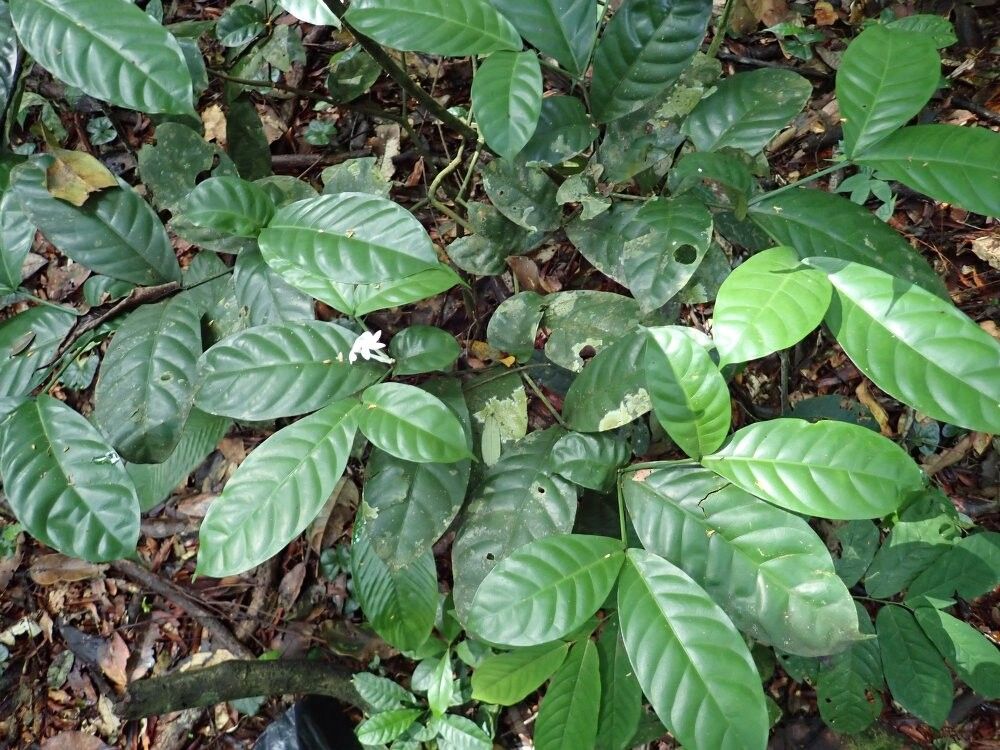 Tabernaemontana letestui — search result for 'Tabernaemontana'