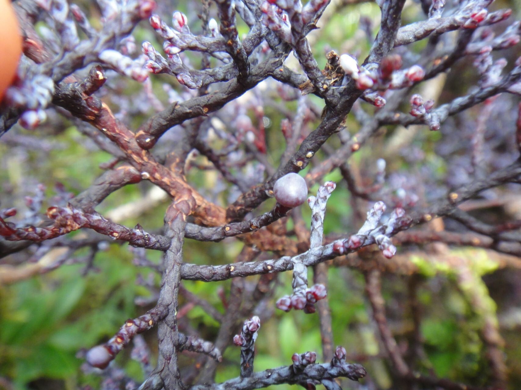 Parasitaxus usta fruit