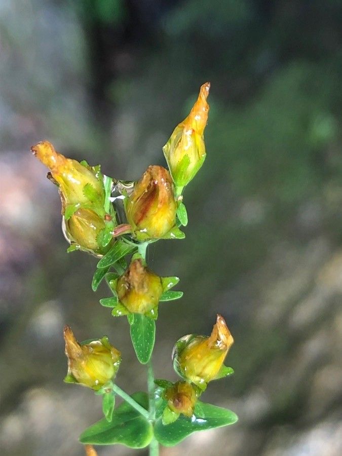 Hypericum pulchrum flower