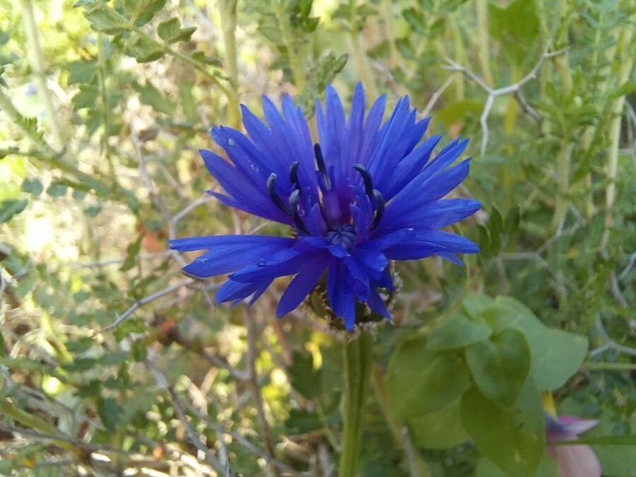 Centaurea cyanoides — search result for 'Jordan'