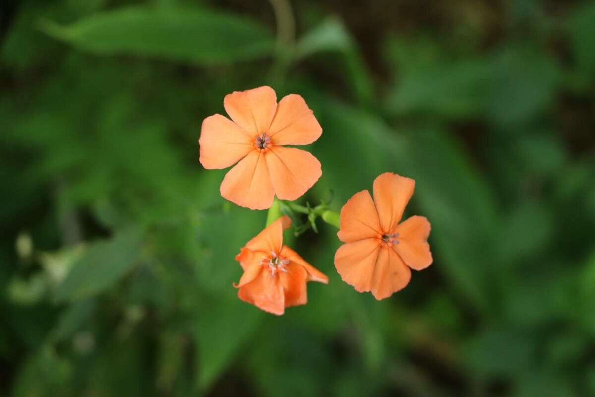 Silene miqueliana — houseplant care guide