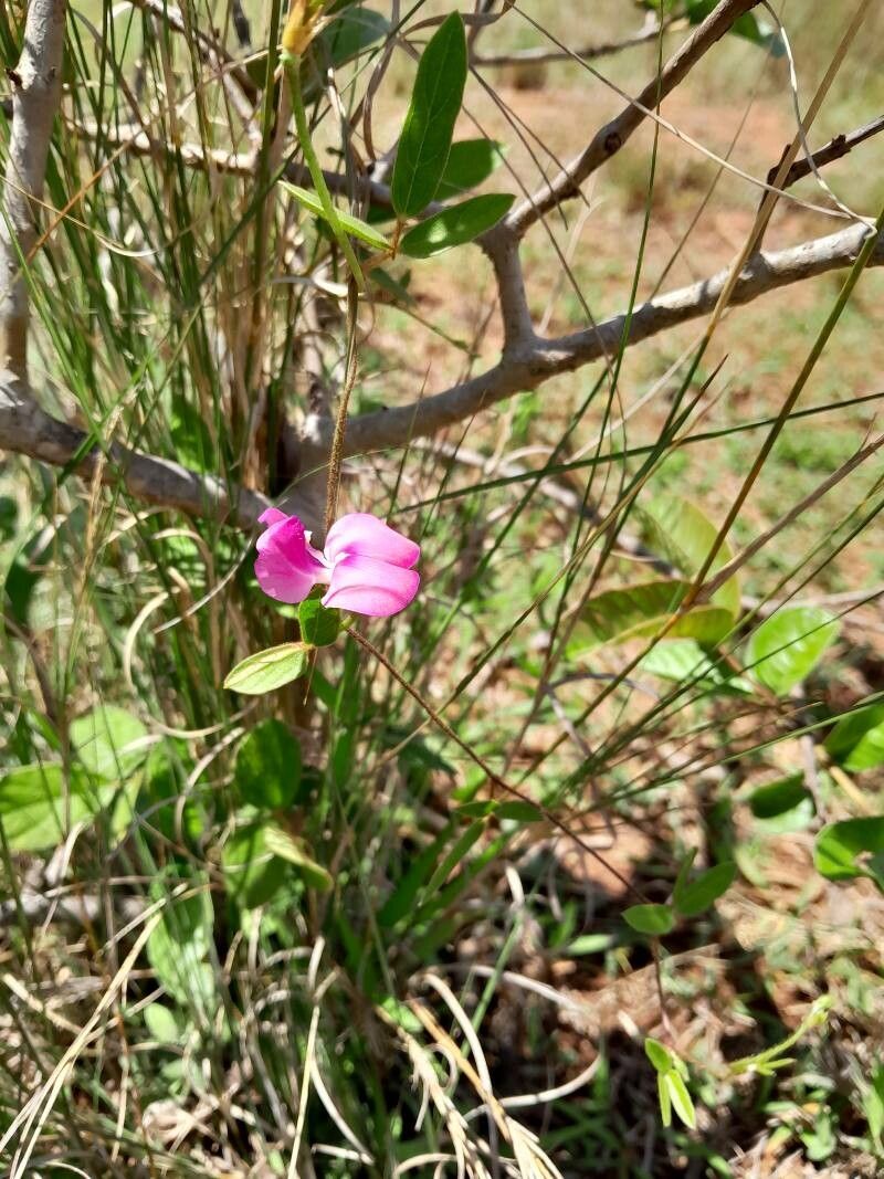 Vigna angivensis habit
