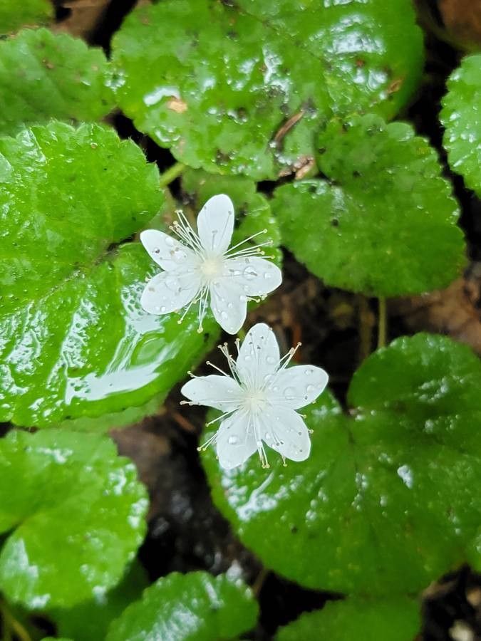 Coptis trifolia flower