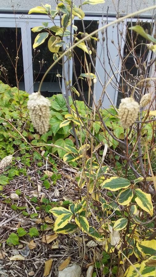 Phalaris canariensis flower