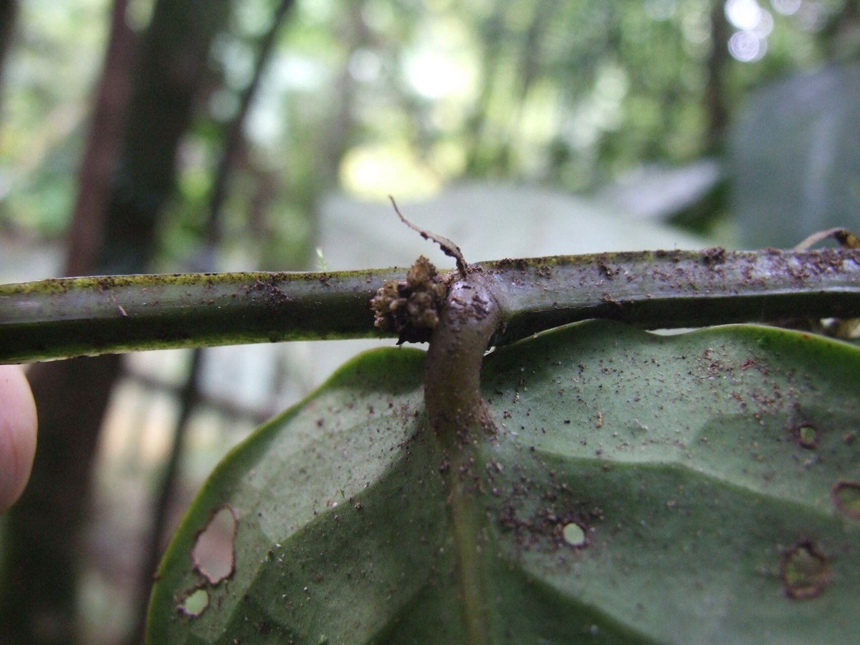 Phyllanthus pseudotrichopodus bark