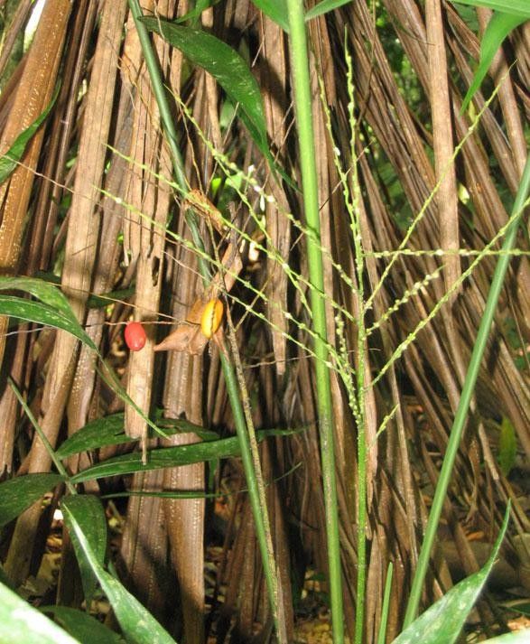 Synechanthus fibrosus habit