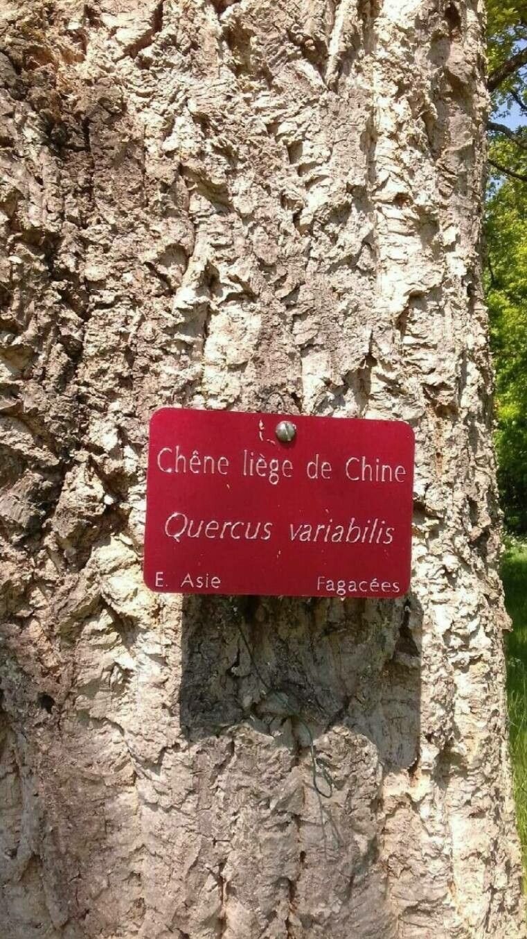 Quercus variabilis other