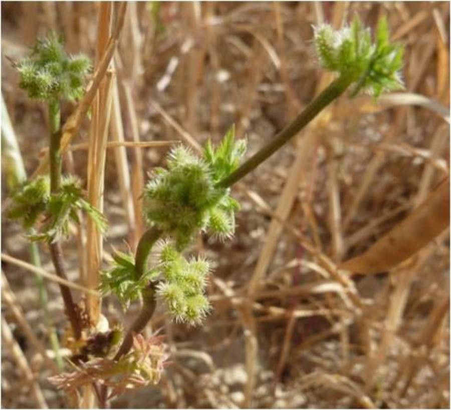 Torilis nodosa fruit