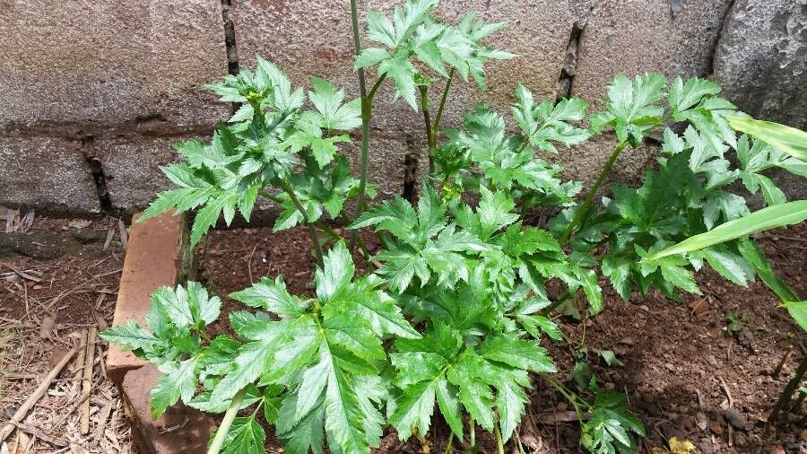 Arracacia xanthorrhiza leaf