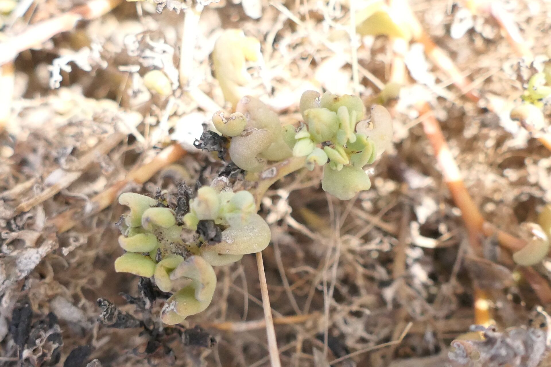 Sesuvium sesuvioides leaf