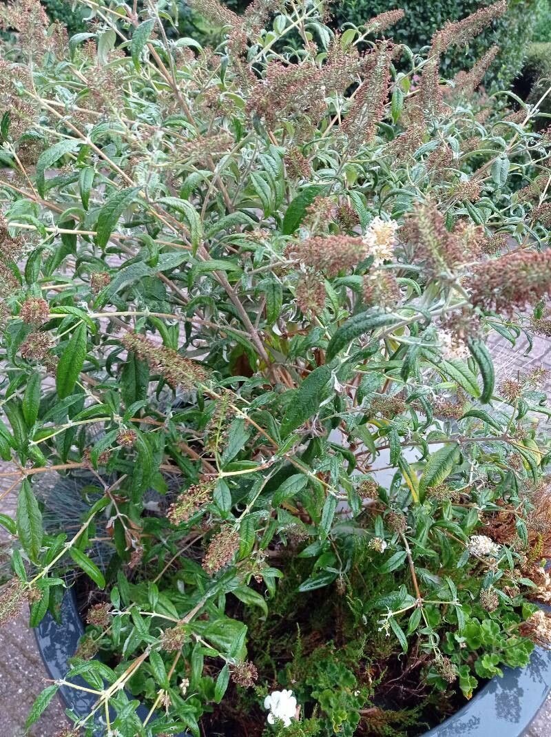 Buddleja asiatica — search result for 'Scrophulariaceae'