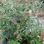 Buddleja asiatica