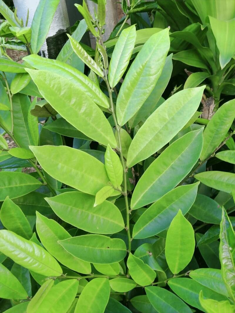 Artabotrys hexapetalus leaf