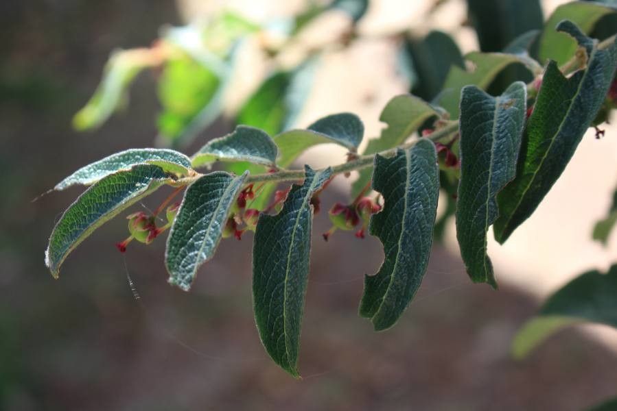 Phyllanthus salviifolius leaf