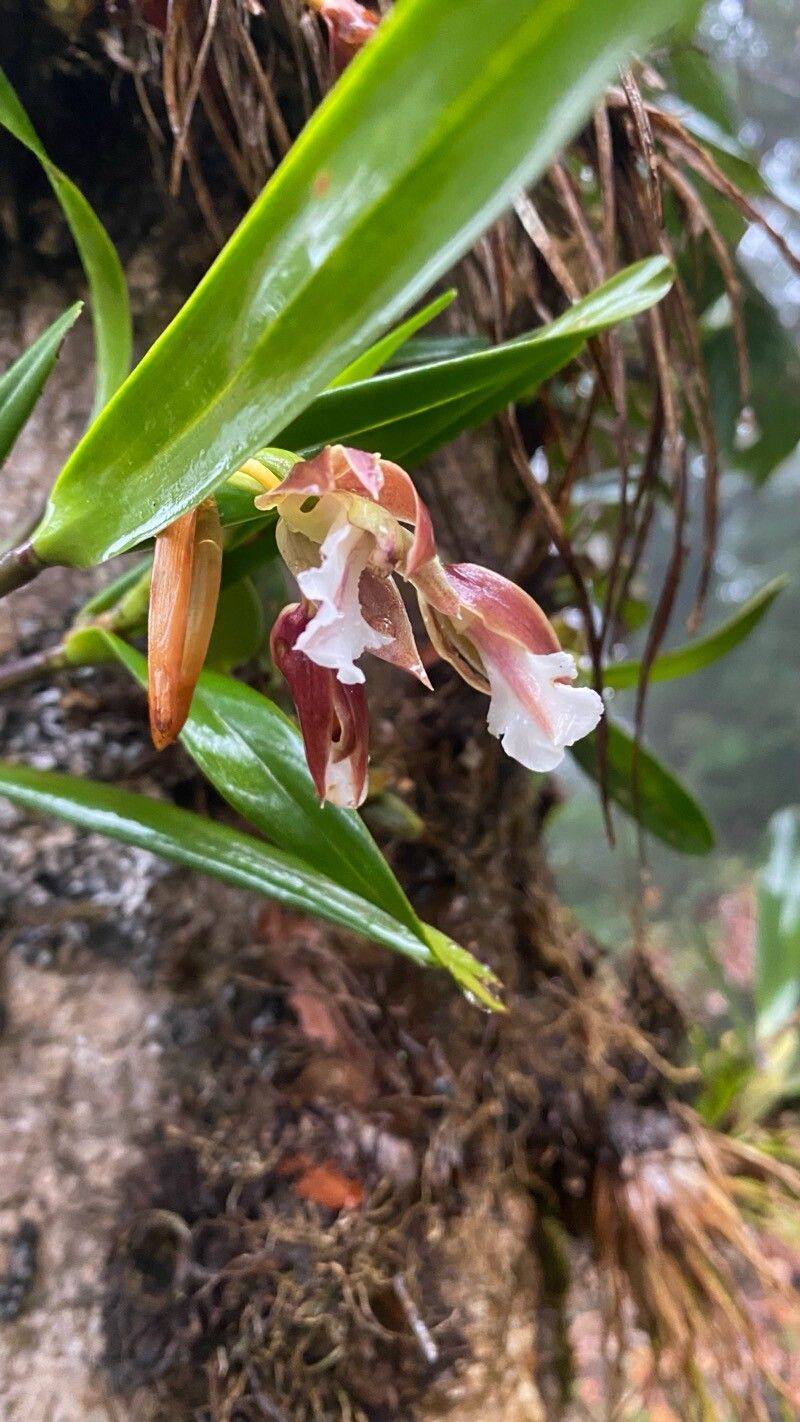 Scaphyglottis gigantea flower