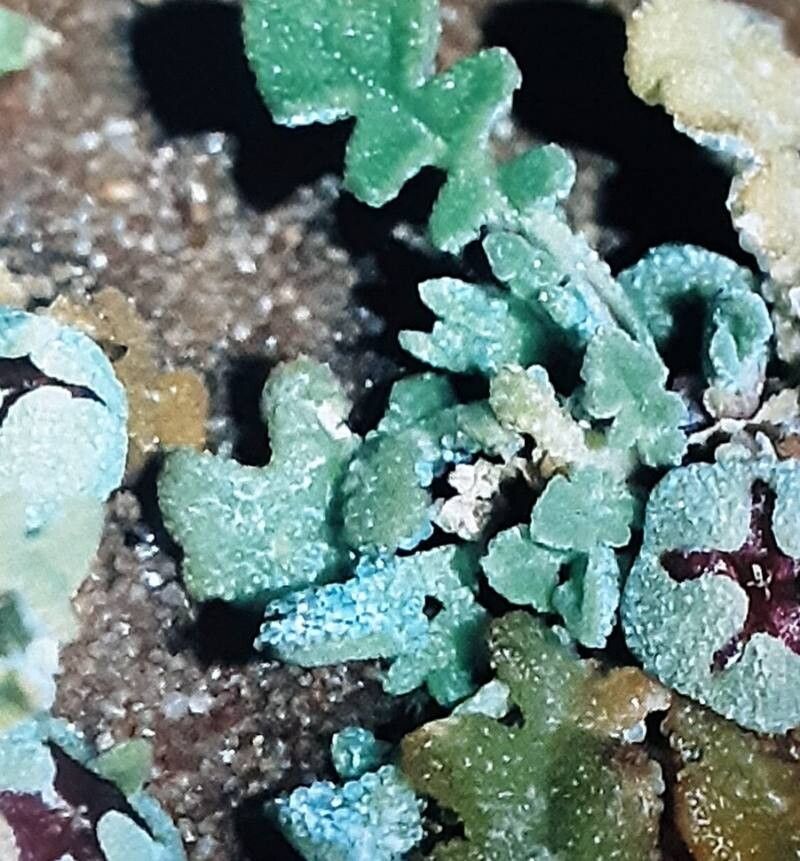 Cleretum lyratifolium — related species from the same genus