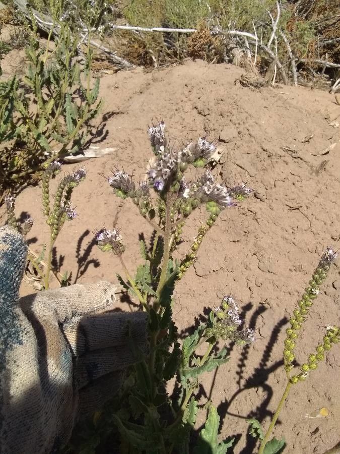 Phacelia integrifolia — search result for 'Phacelia'