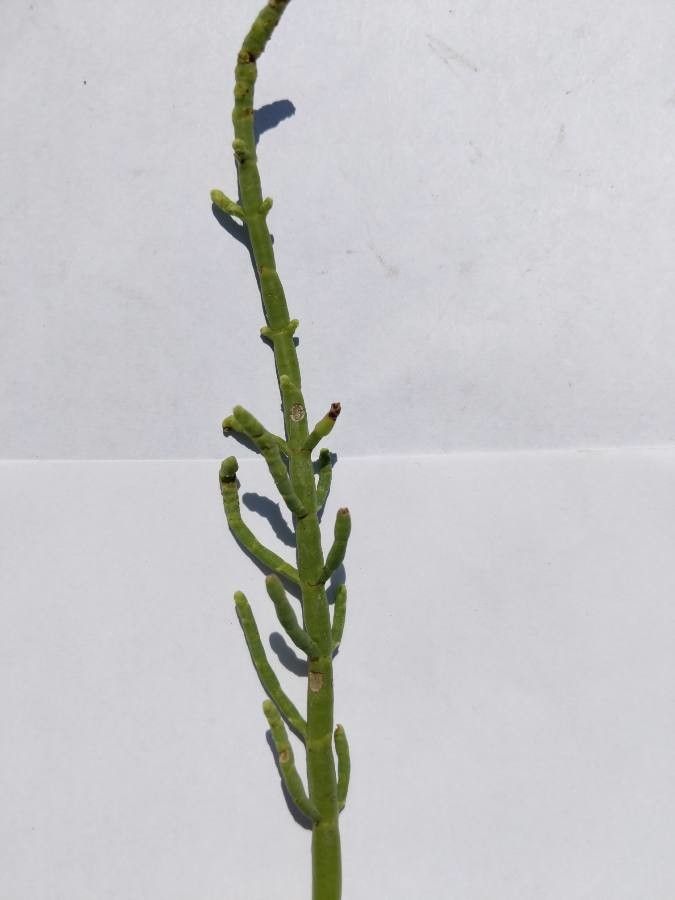 Salicornia depressa — related species from the same genus