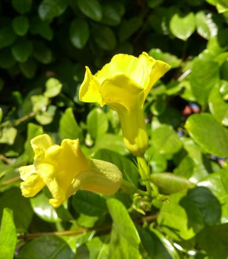 Pentalinon luteum flower