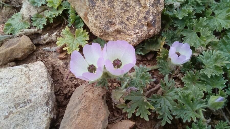 Eremalche parryi flower