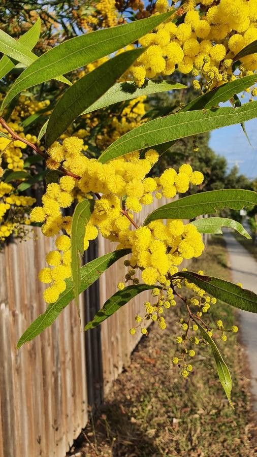 Acacia macradenia flower