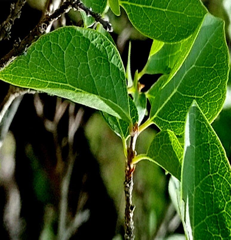 Forestiera reticulata — houseplant care guide