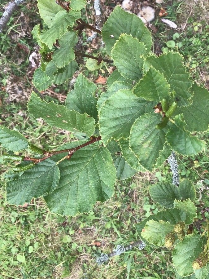 Alnus alnobetula leaf