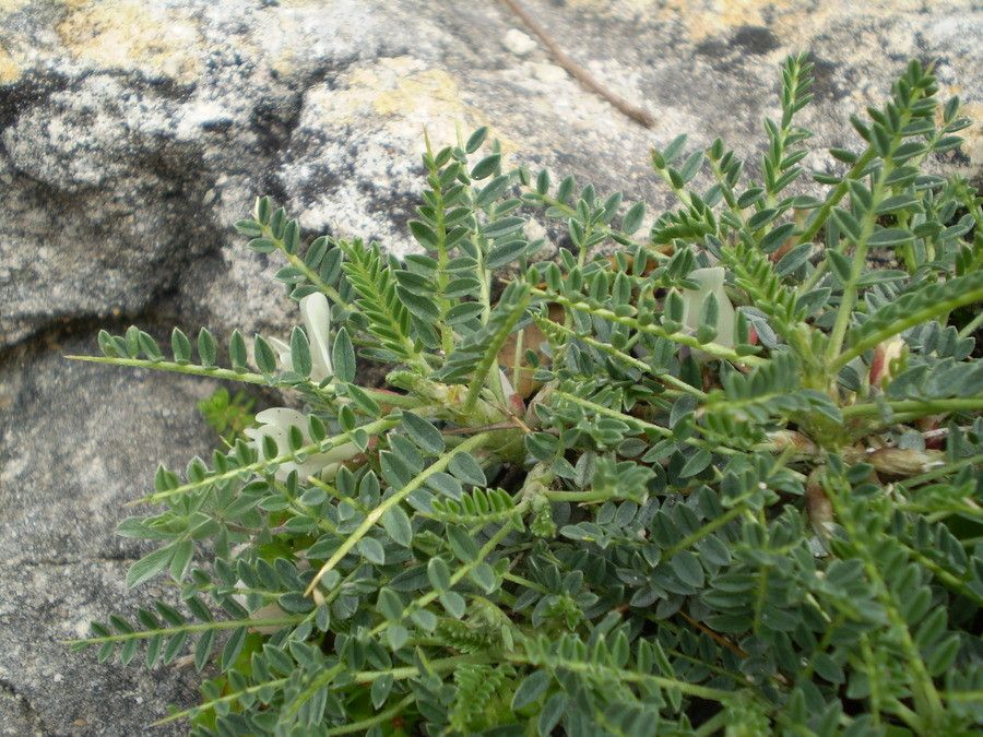 Astragalus terraccianoi habit