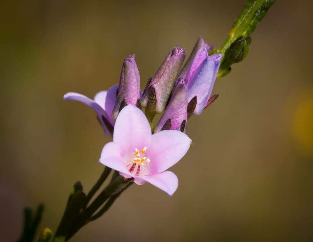 Boronia ledifolia flower