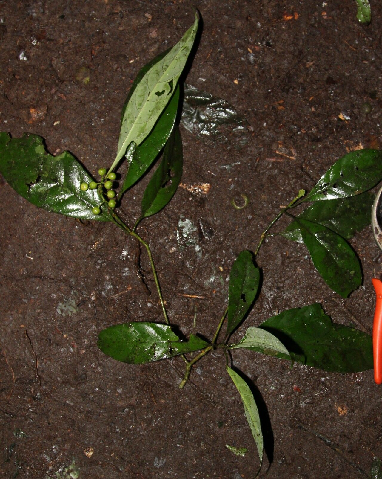 Pavetta gabonica habit