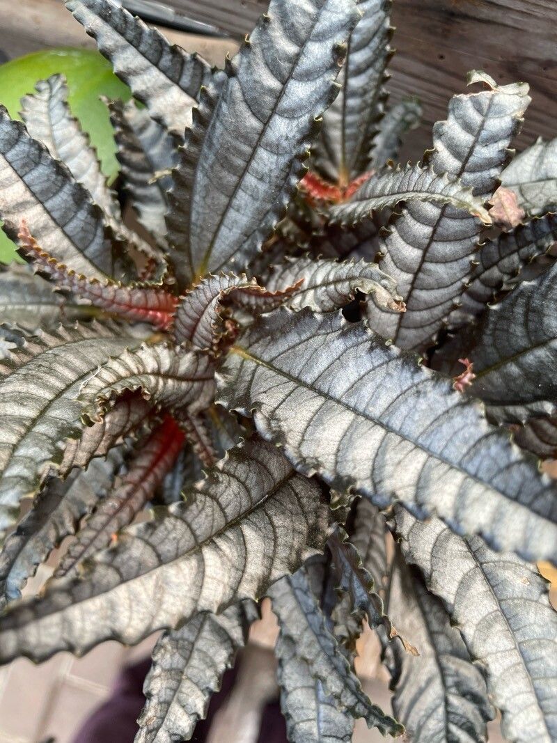 Pilea hitchcockii — search result for 'Pilea'