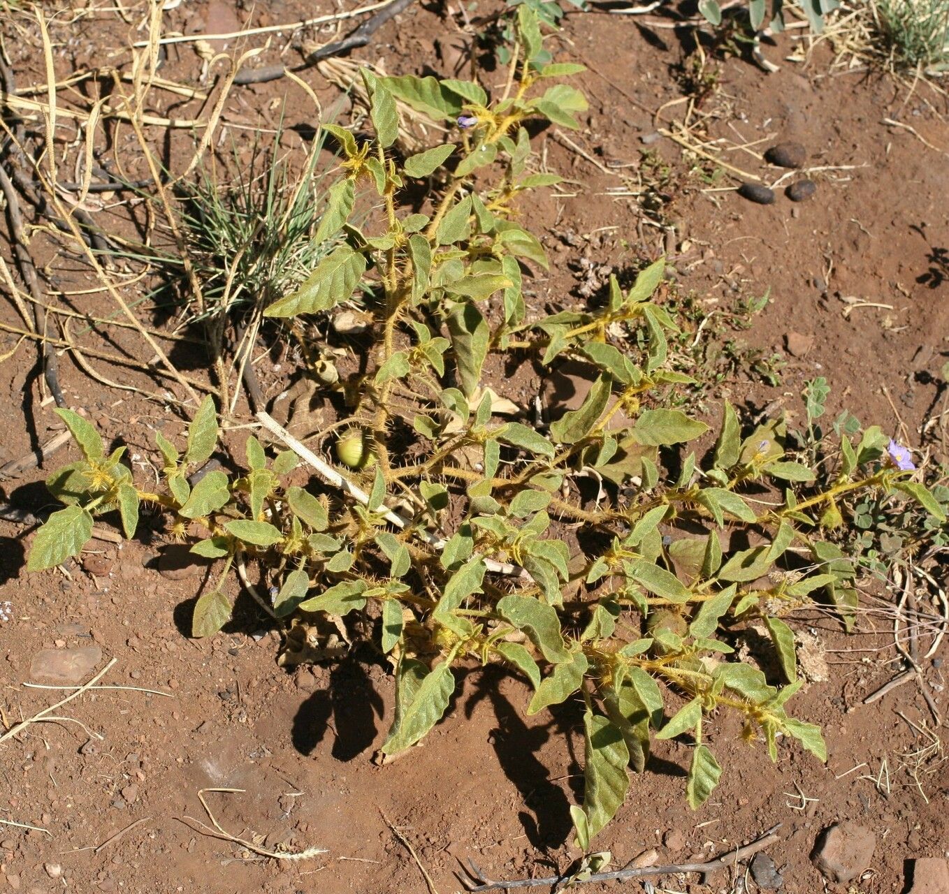 Solanum horridum habit