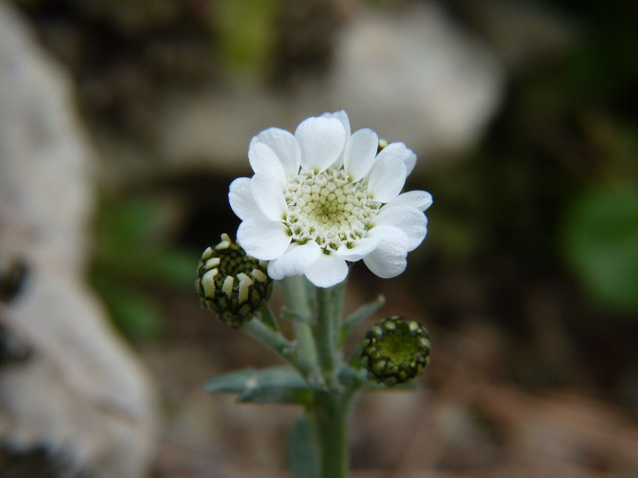 Achillea ageratifolia flower
