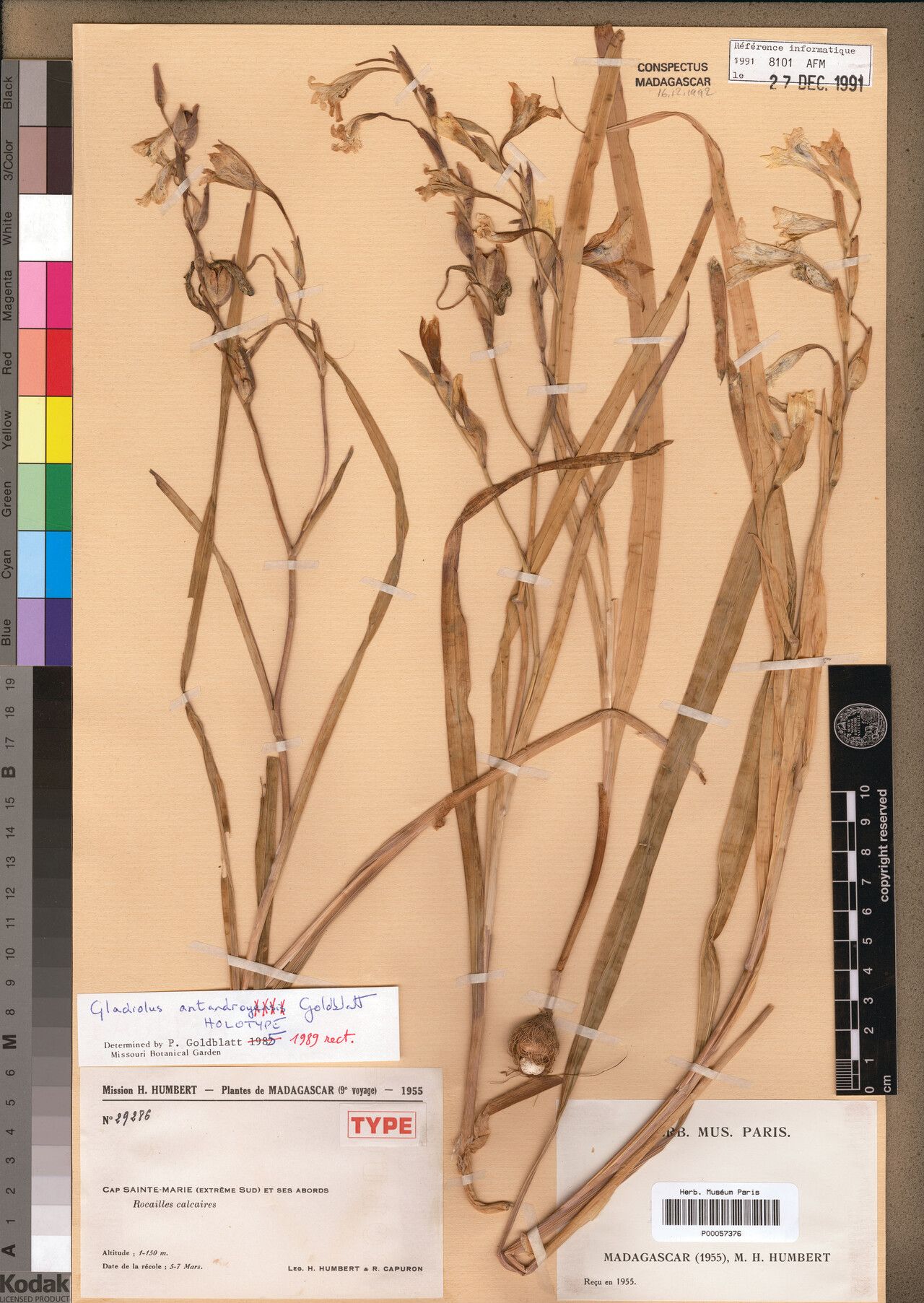 Gladiolus antandroyi — search result for 'Gladiolus'