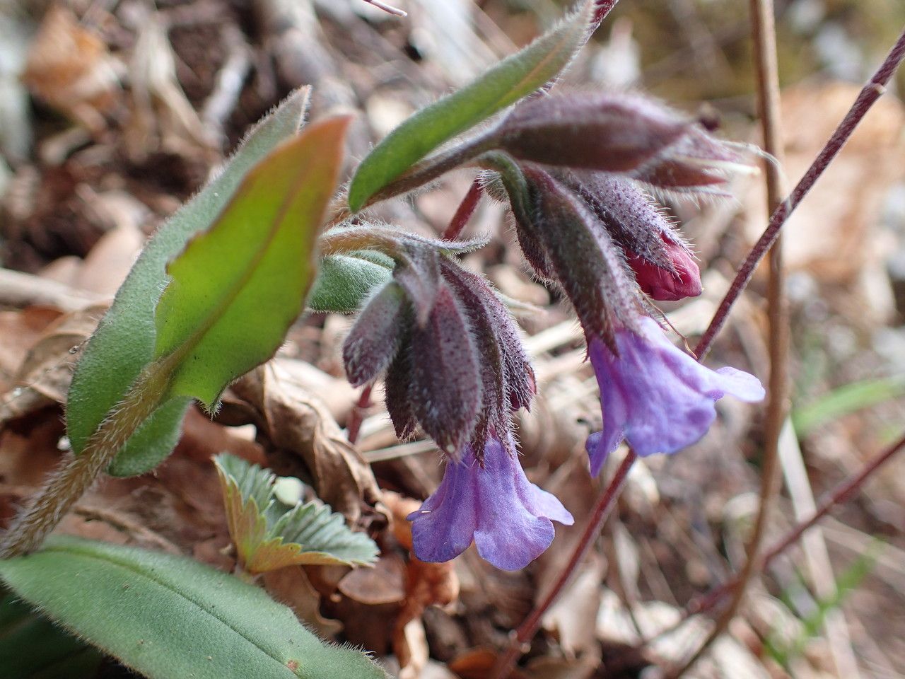 Pulmonaria montana fruit