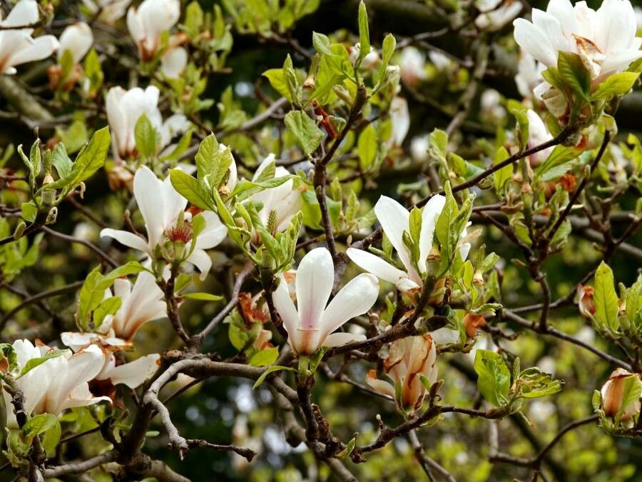 Magnolia denudata leaf