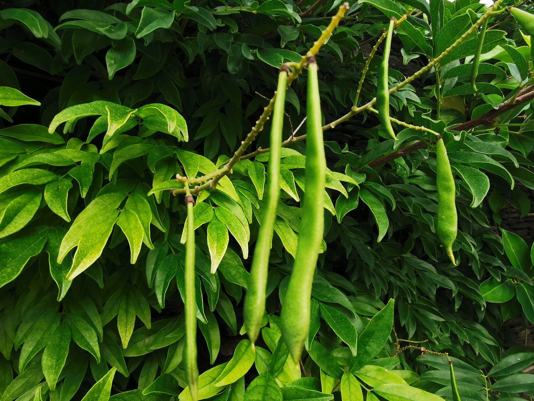 Wisteriopsis japonica fruit