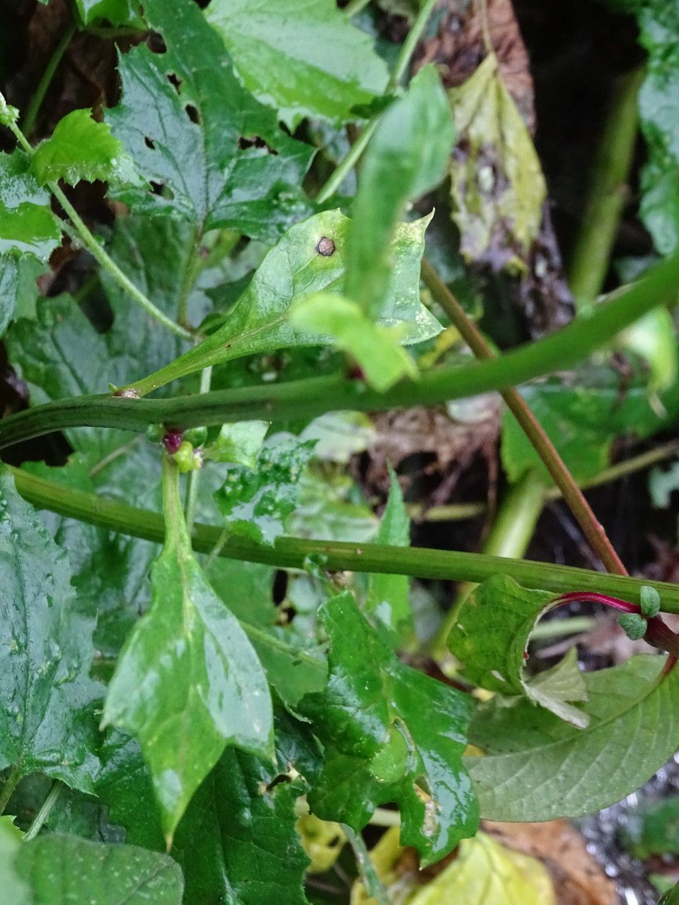 Senecio syringifolius — houseplant care guide