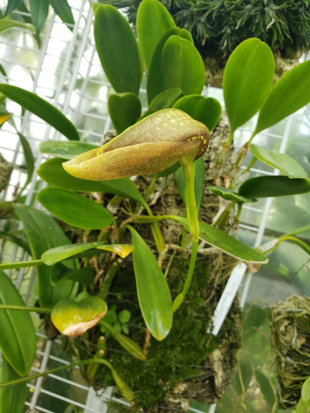 Bulbophyllum grandiflorum flower