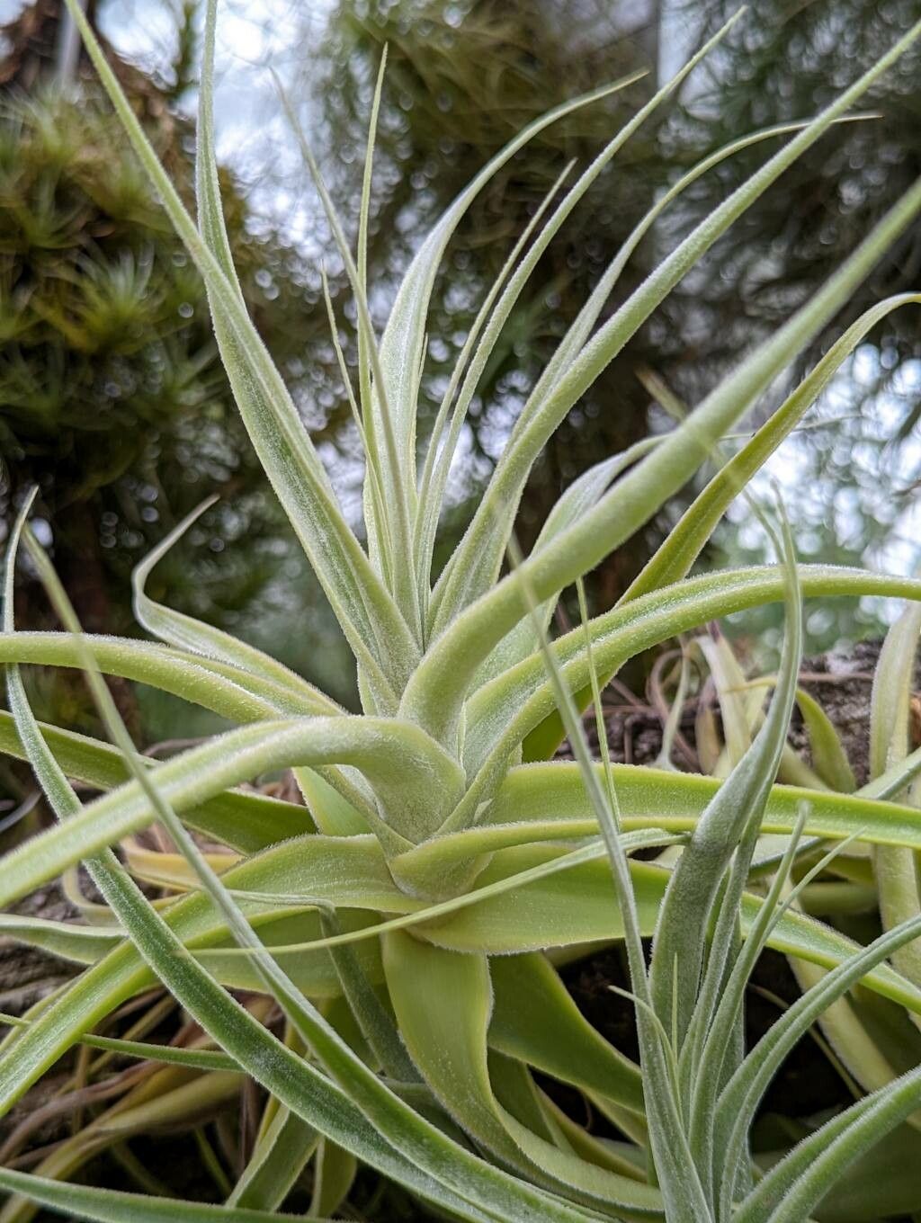 Tillandsia straminea — houseplant care guide